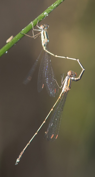 Austrolestes analis